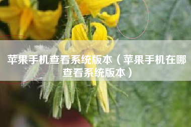 苹果手机查看系统版本（苹果手机在哪查看系统版本）